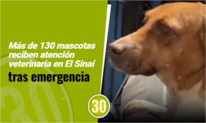 Más de 130 mascotas reciben atención veterinaria en El Sinaí tras emergencia